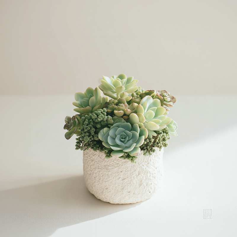 多肉植物組合盆栽